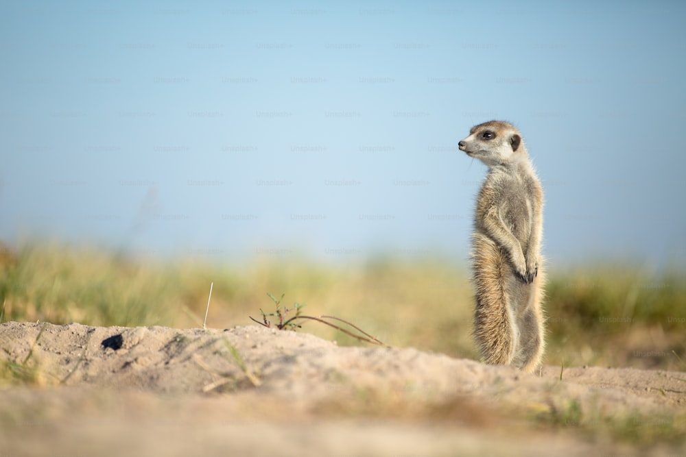 Meerkat in the open veld