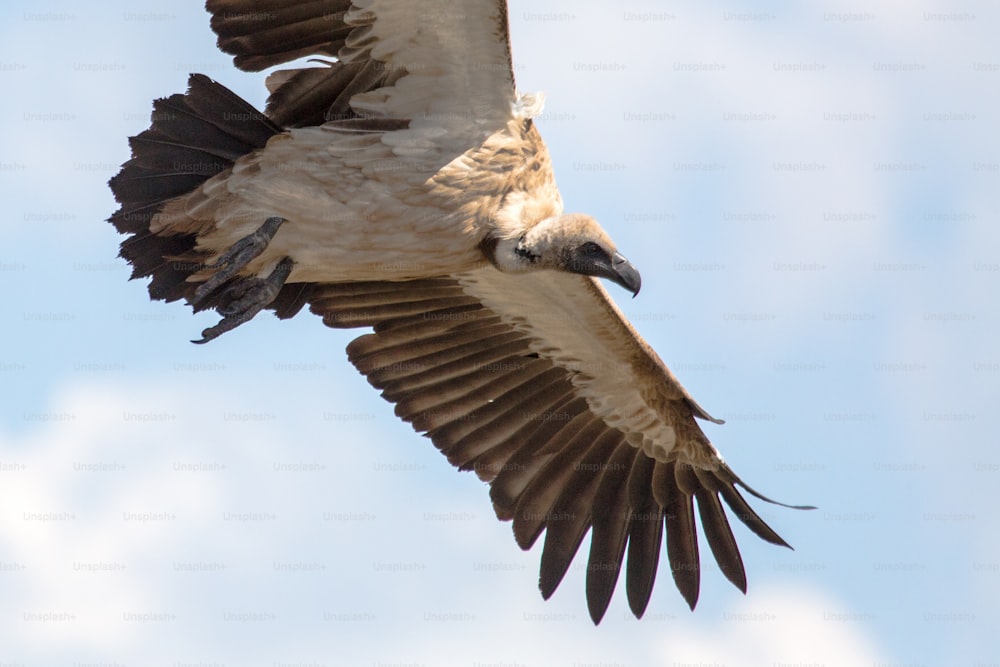 Vulture flying in blue sky