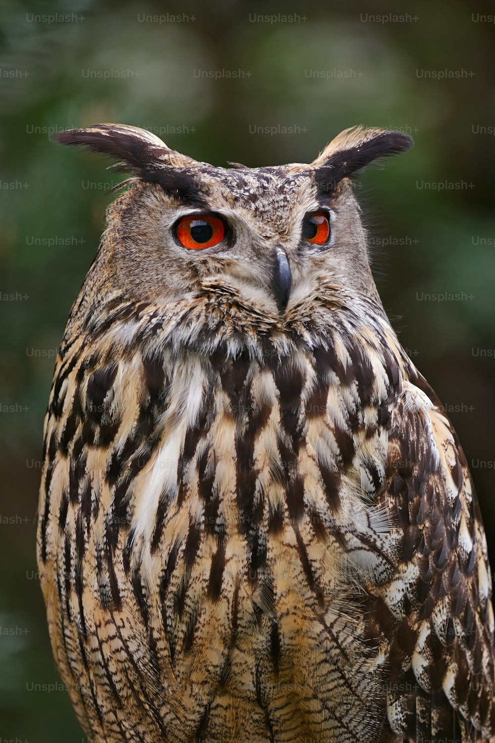 European Eagle Owl Portrait