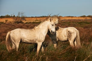 田園地帯に水平に浮かぶカマルグの白馬