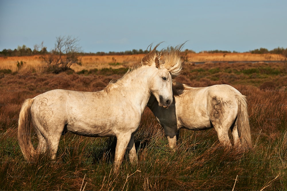 Cavalos brancos Tweo de Camargue horizontalmente no campo