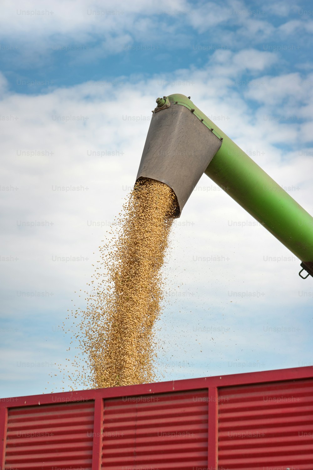 Pouring soy bean into tractor trailer