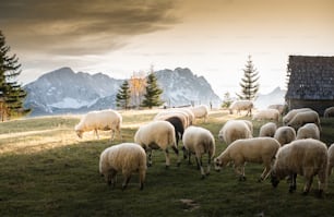 Flock of sheep grazing in a hill at sunset.