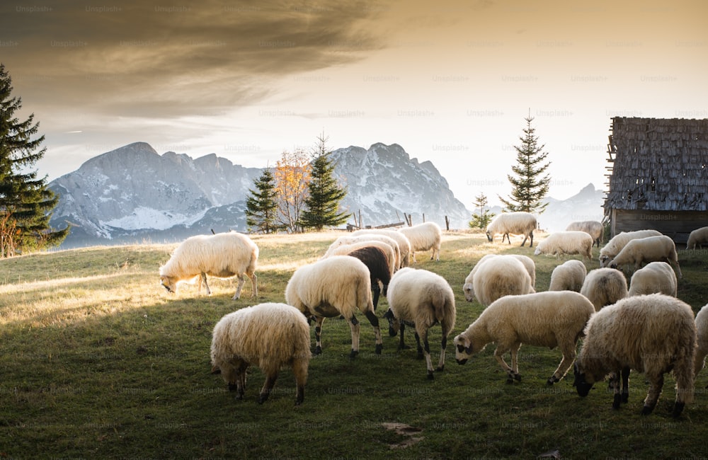 Flock of sheep grazing in a hill at sunset.