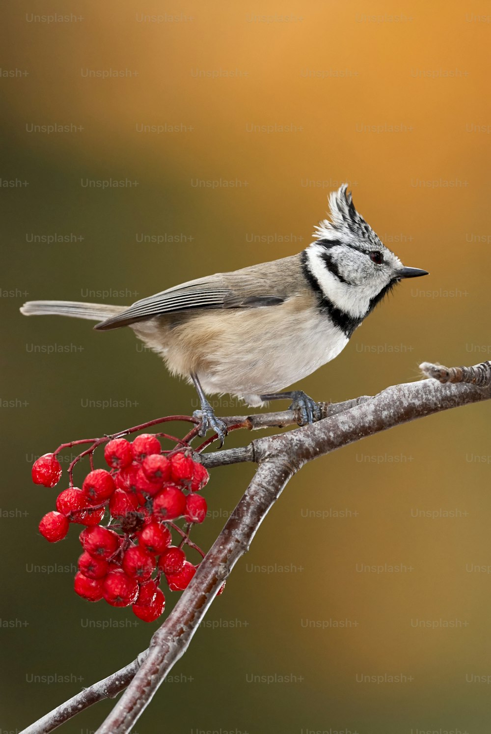 Crested tit perched on a branch with red berries