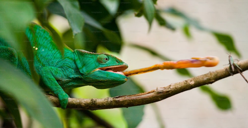 Chameleon at hunt insect. Long tongue chameleon. Madagascar. An excellent illustration. Close-up.