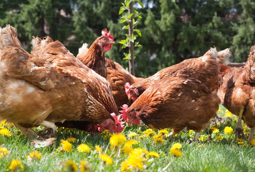 egg-laying hens in the yard