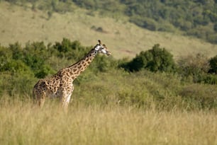 기린은 야생 아프리카 공원에서 자유롭게 걷는다.