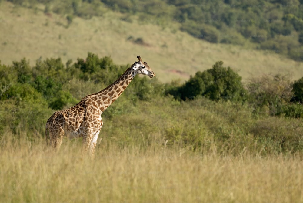 Girafa caminha livre em um parque africano selvagem