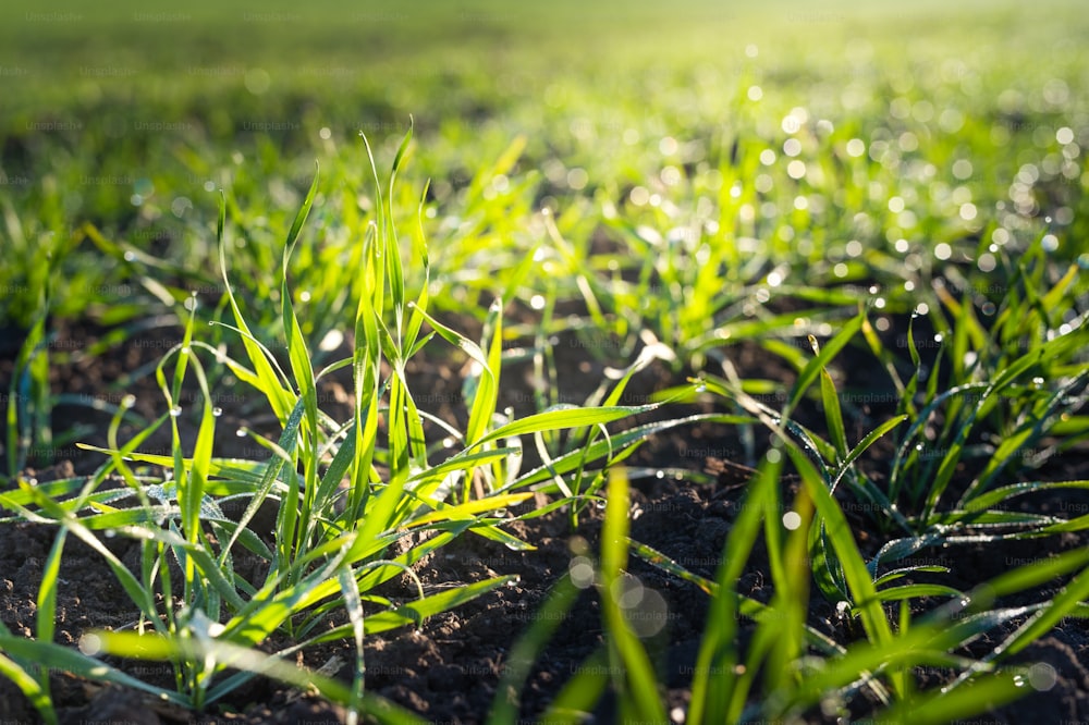 winter wheat field at early spring