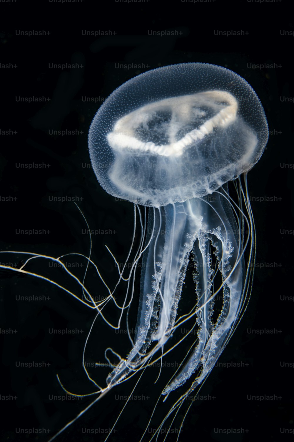 A Jellyfish in Marmara Sea