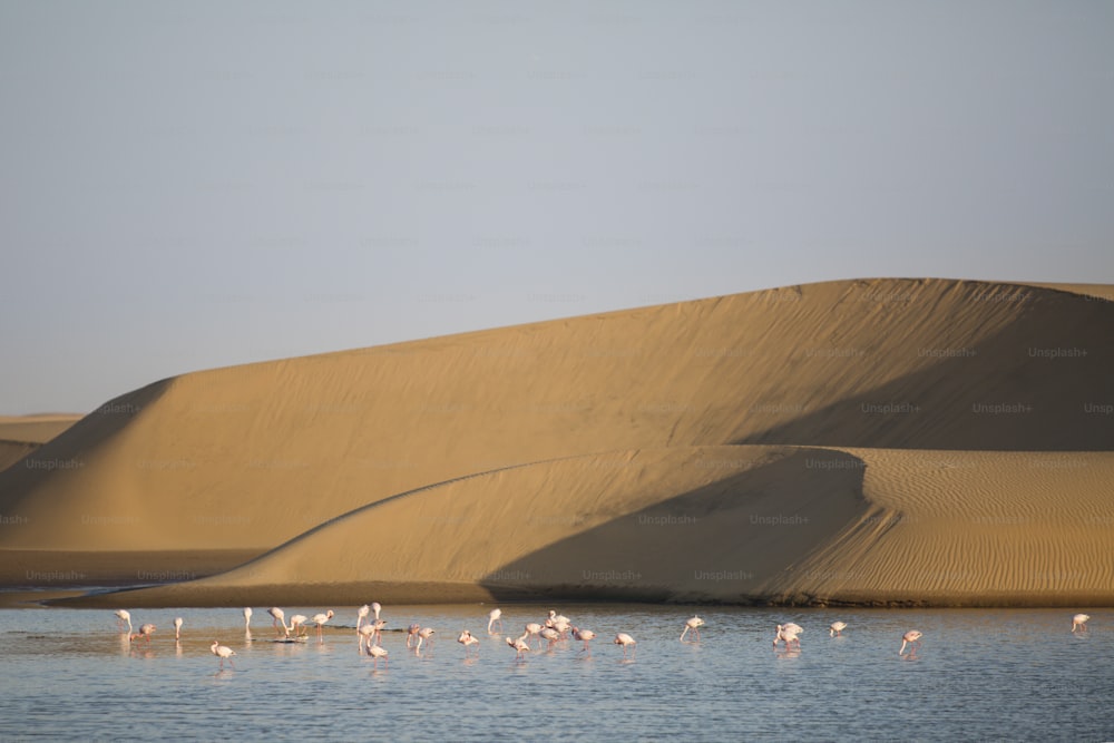 Flamingo at the Walvis Bay wetland.