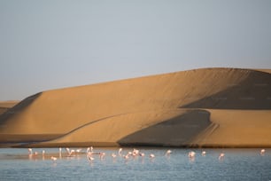 Flamant rose dans la zone humide de Walvis Bay.