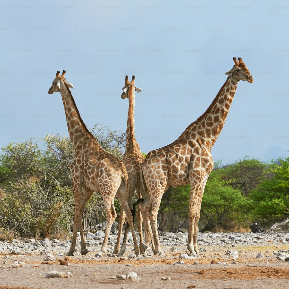 Three giraffes are close to each other and look around in the Etosha National Park in Namibia
