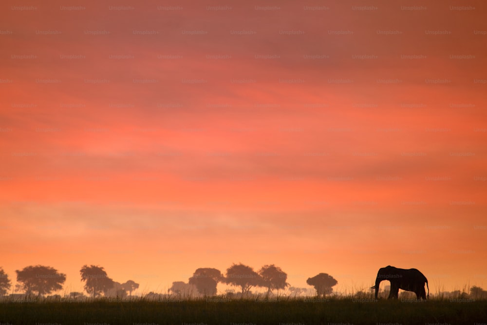 An elephant in the sunset