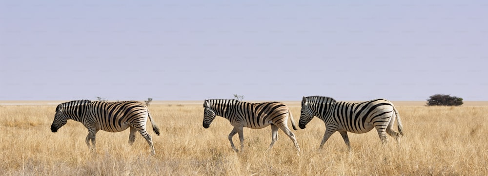 Tre zebre che camminano libere nella boscaglia in un parco della Namibia