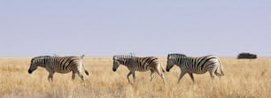 Three zebras walking free in the bush in a park of Namibia