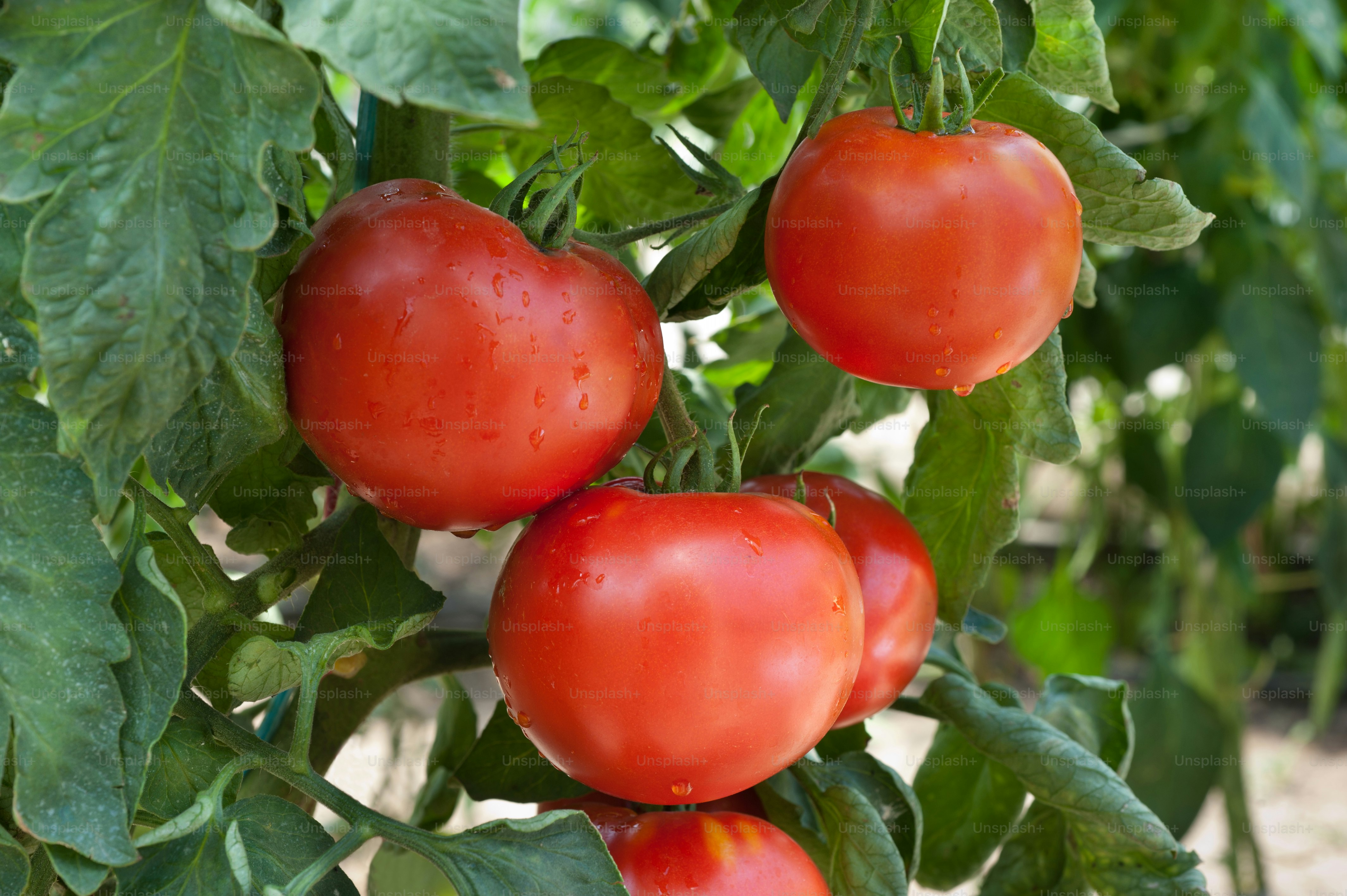 Paquete De 3 Jaulas De Tomate Grandes De 48 Pulgadas Para Jardín, Soporte  Multifuncional Para Plantas De Tomate Morado Para Vid, Verduras, Frutas Y  Flores Con Brazos De Estaca Ajustables, No, image size:3000x1996