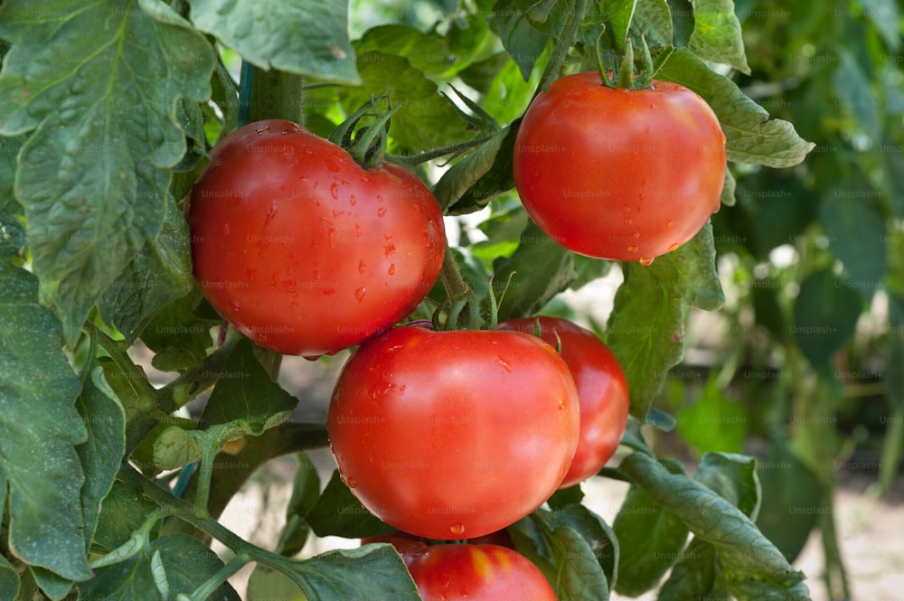 tomate de crescimento