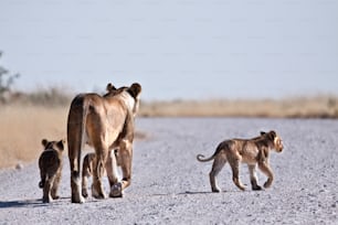cuccioli di leone che camminano lungo una strada