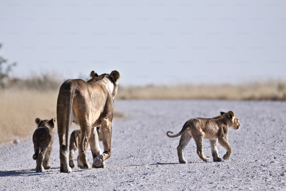 cachorros de león bailando por un camino