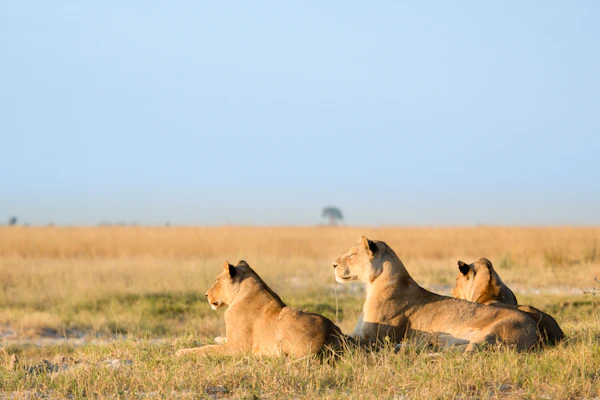 Serengeti