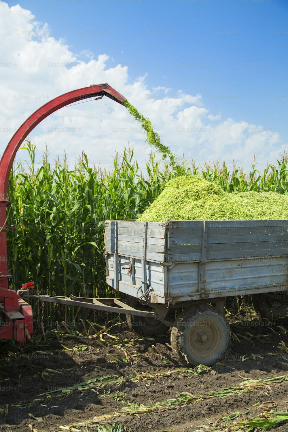 Harvester cutting field, loading Silage into a Tractor Trailer