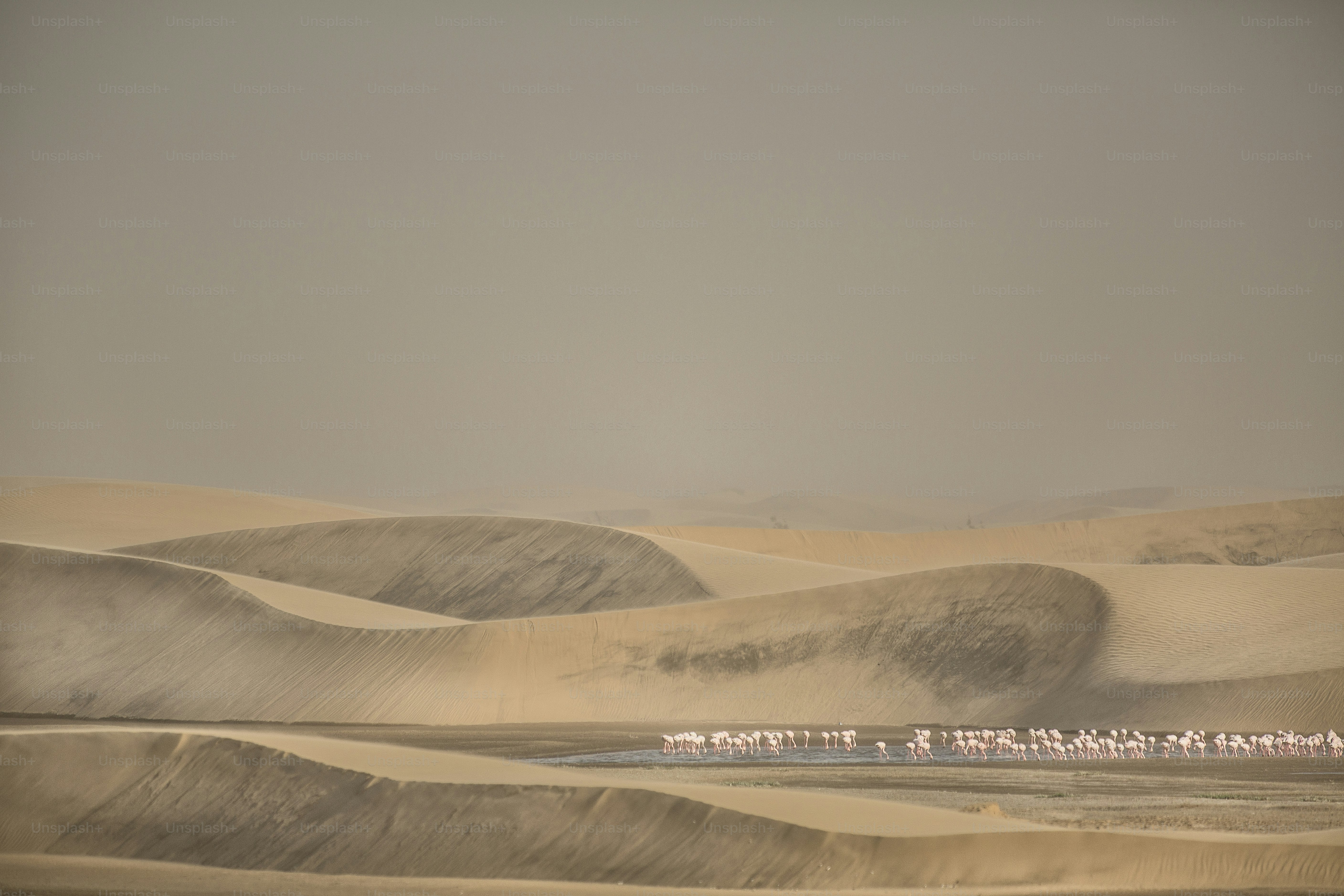 Flamingo at the Walvis Bay wetland.