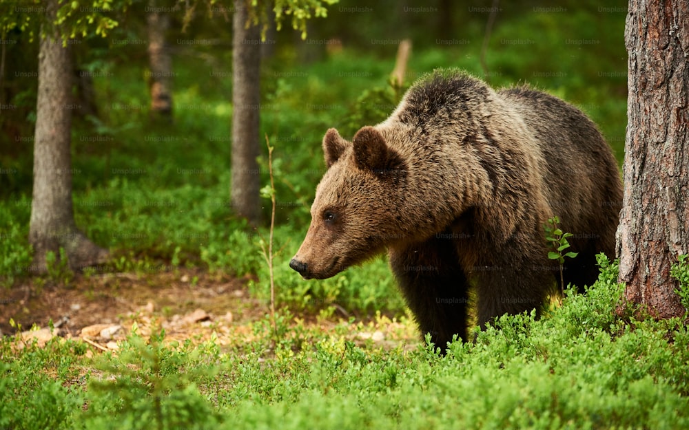 Beautiful and wild brown bear in the green Finnish taiga