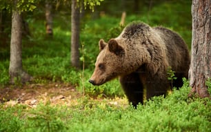 Urso marrom bonito e selvagem na taiga finlandesa verde