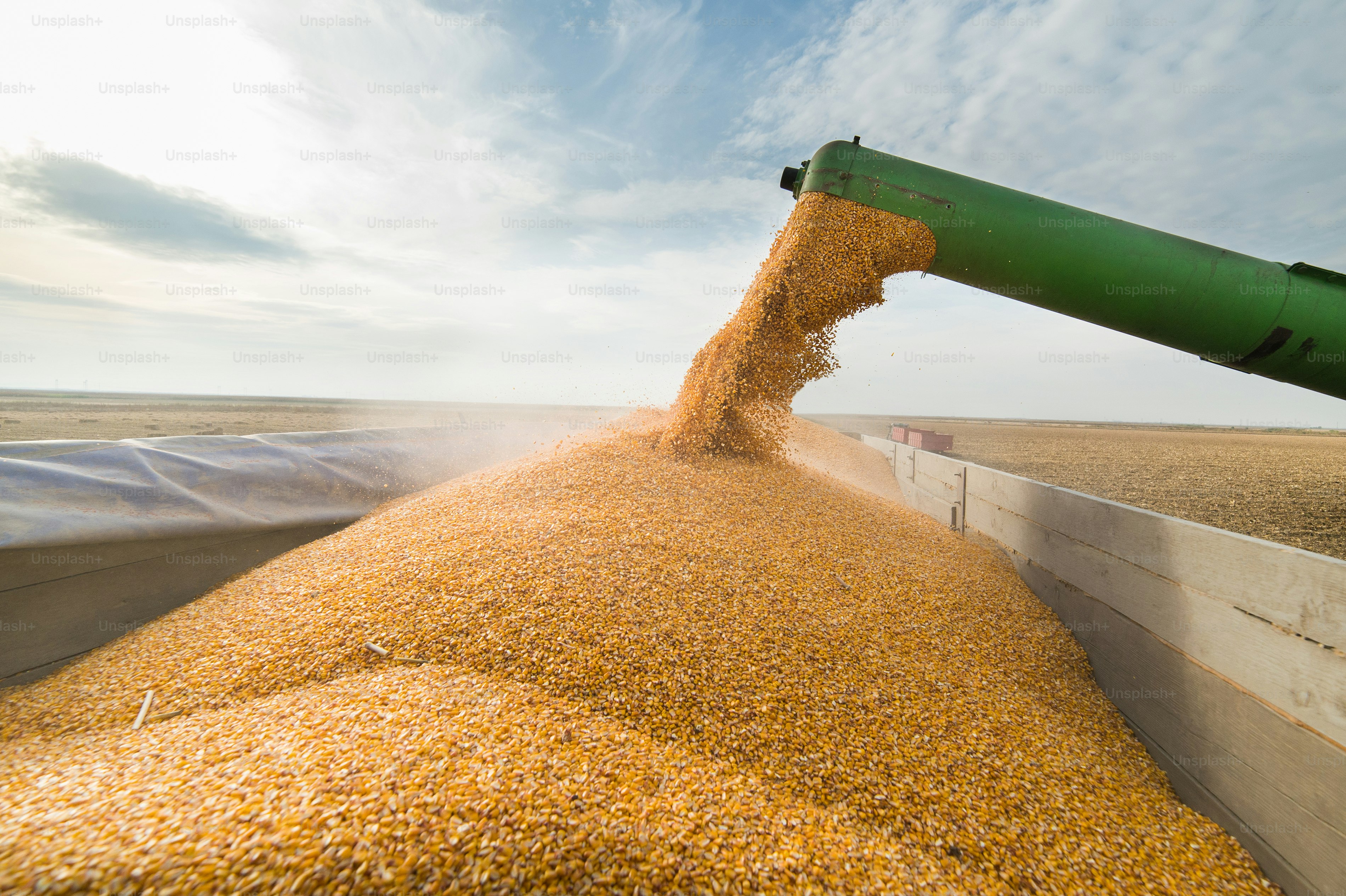 Pouring corn grain into tractor trailer after harvest