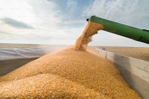 Pouring corn grain into tractor trailer after harvest