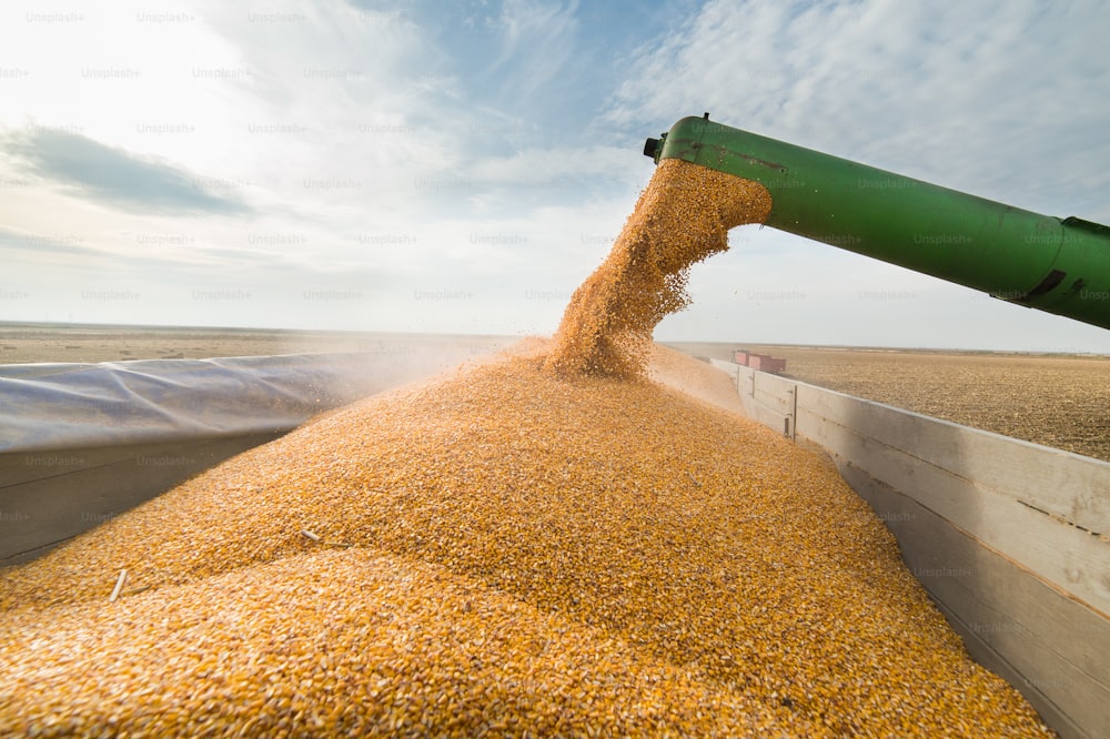 Pouring corn grain into tractor trailer after harvest