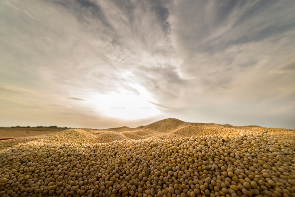 Soy beans in tractor trailer