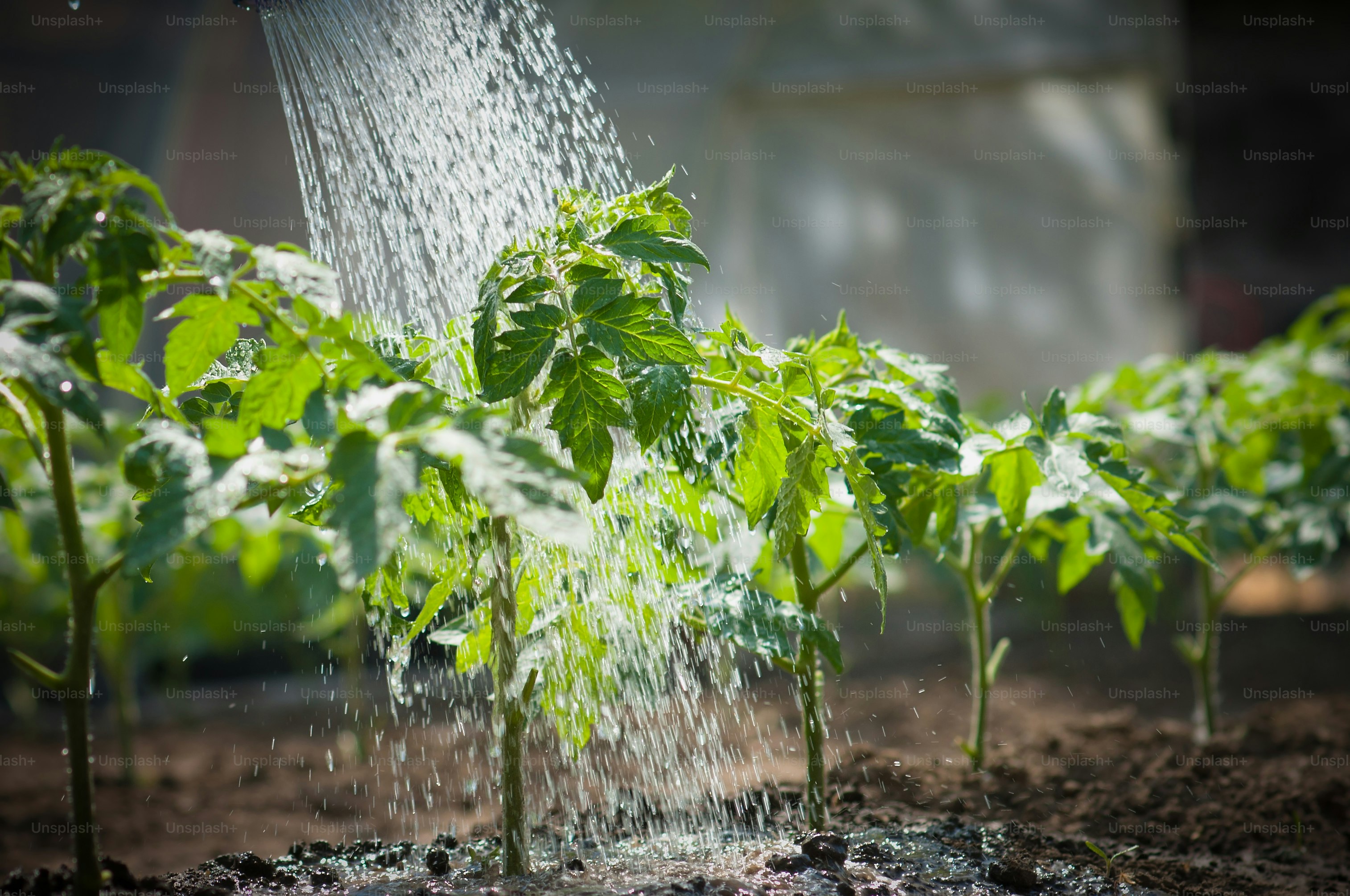 Arrosage des semis de tomate