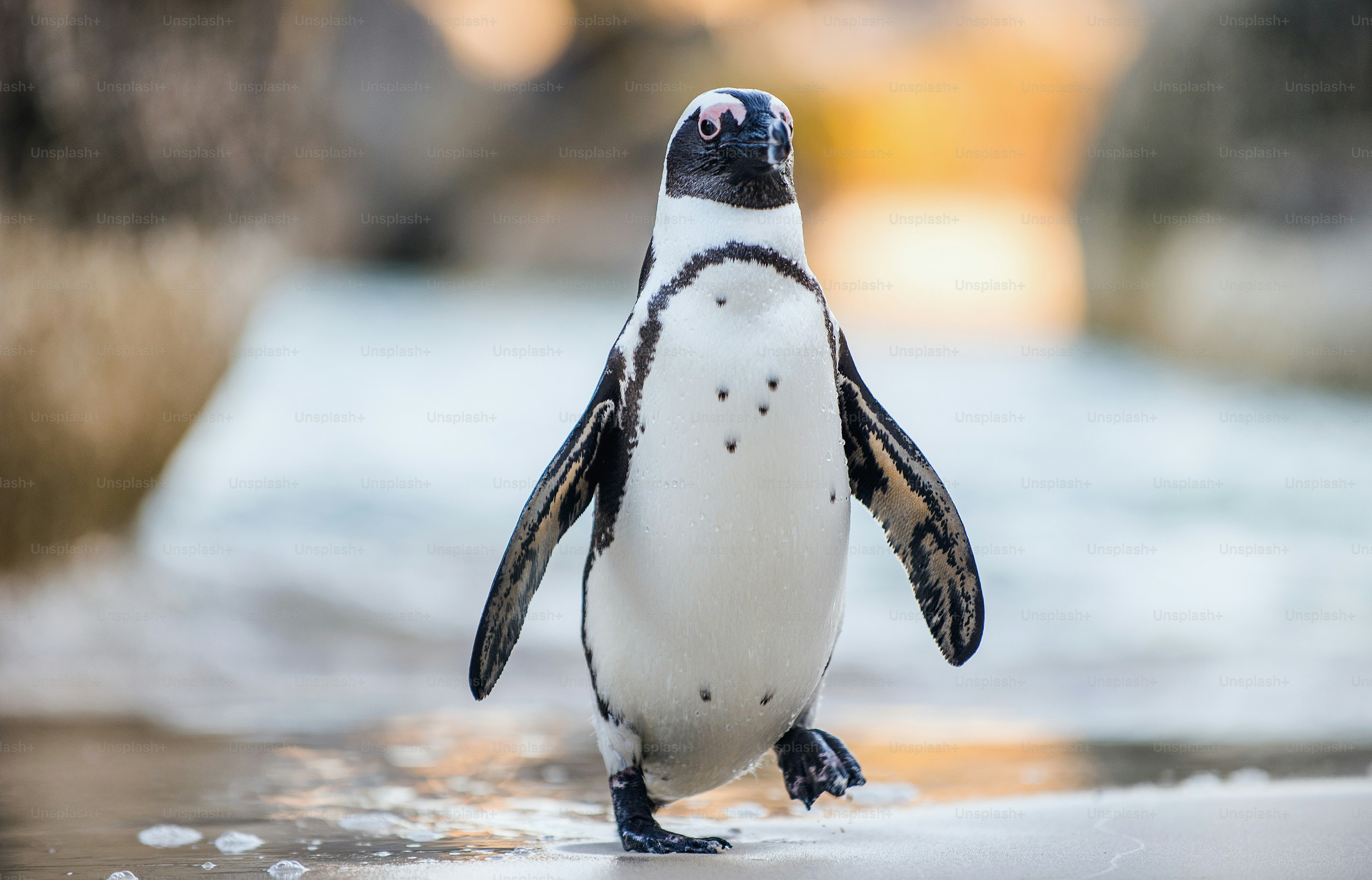 Pinguino africano sulla spiaggia sabbiosa. Pinguino africano ( Spheniscus demersus) noto anche come pinguino jackass e pinguino dai piedi neri. Colonia di massi. Città del Capo. Sud Africa