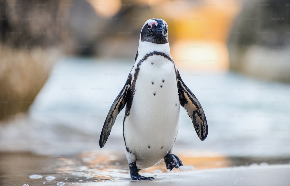 Pingüino africano en la playa de arena. Pingüino africano (Spheniscus demersus) también conocido como pingüino y pingüino de patas negras. Colonia de cantos rodados. Ciudad del Cabo. Sudáfrica