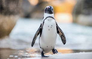 砂浜のアフリカペンギン。アフリカペンギン(Spheniscus demersus)は、ジャッカスペンギンやクロアシ��ペンギンとしても知られています。ボルダーズコロニー。ケープタウン。南アフリカ