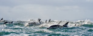 Delfines, nadar en el océano y cazar peces. Los delfines nadan y saltan del agua. El delfín común de hocico largo (nombre científico