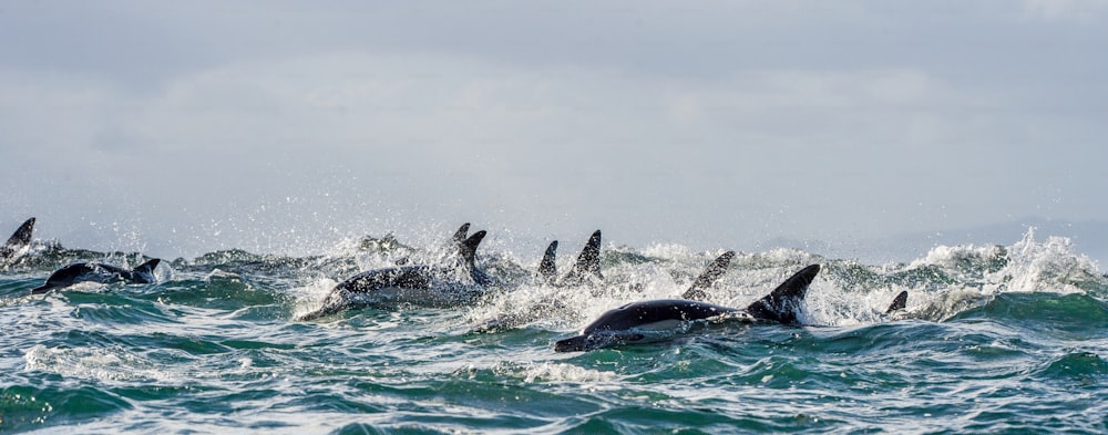 Delfine, Schwimmen im Meer und Fischjagd. Delfine schwimmen und springen aus dem Wasser. Der Gemeine Delfin mit langem Schnabel (wissenschaftlicher Name)