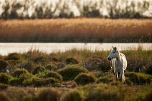 A young horse of Camargue grazing free