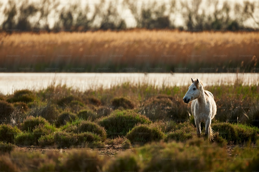 Um cavalo jovem de Camargue pastando livre