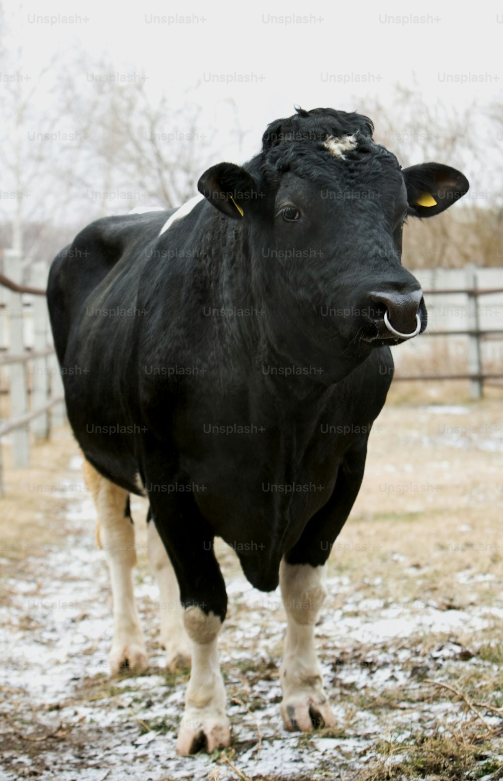 a black cow standing in a fenced in area