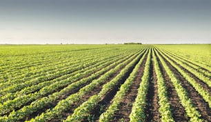 Soybean Field Rows in spring