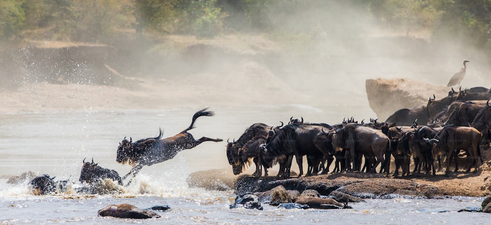Gnus pulando no rio Mara. Grande Migração. Quênia. Tanzânia. Parque Nacional Masai Mara. Uma excelente ilustração.