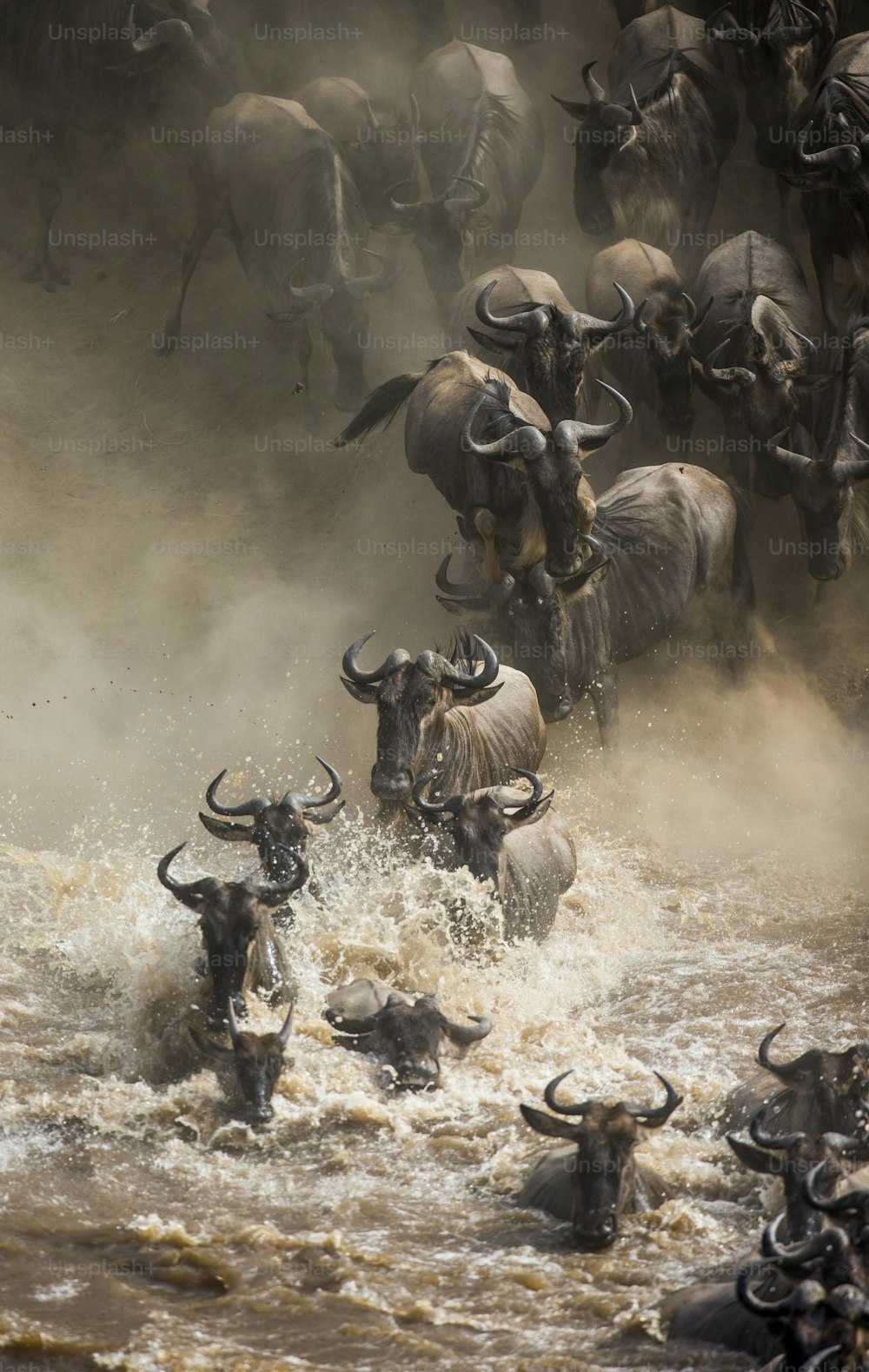 Des gnous sautent dans la rivière Mara. Grande migration. Kenya. Tanzanie. Parc national du Masaï Mara. Une excellente illustration.
