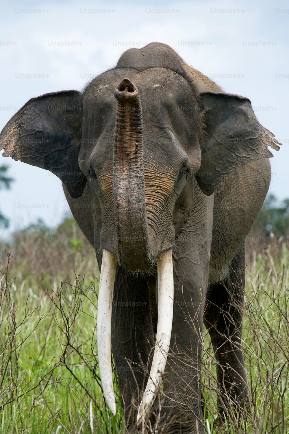 Portrait of an Asian elephant. Indonesia. Sumatra. Way Kambas National Park. An excellent illustration.