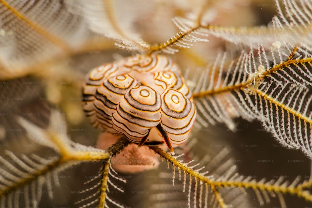 Un nudibranquio de rosquilla en Tulamben
