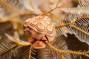 Un nudibranquio de rosquilla en Tulamben