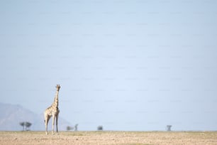 A giraffe in an open desert plain